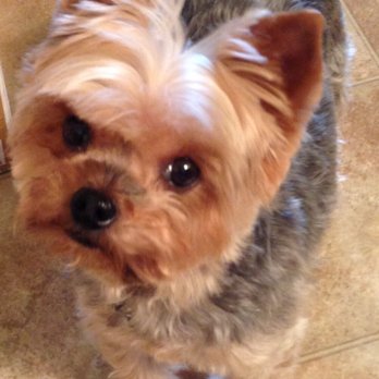 Pet Emergency Clinic - Maddie, still going strong! Thank you PEC! - Emergency Pet Hospital Near Me - Spokane, Washington