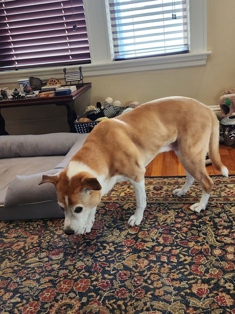 ROBIN’S NEST PET SALON Updated September 2024 61 Reviews 4 Mt