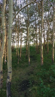 Nose Hill Park by null