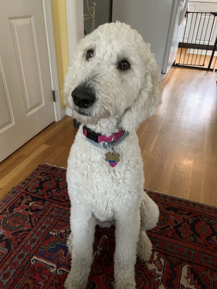 SCRUB A DOG Updated September 2024 32 Photos & 15 Reviews 41 Main