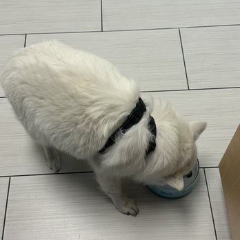 ARCHVET Emergency Hospital - Thirsty girl - Veterinarians Near Me - San Jose, California