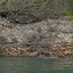 Alaskan Coastal Safari LLC - Steller Sea Lions in Resurrection Bay.
