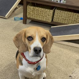 Canine Path - Neville - Pet Training Near Me - Henderson , Nevada