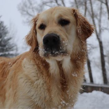 The BarnYard Pet Ranch - Pet Boarding Near Me - Carbondale, Colorado