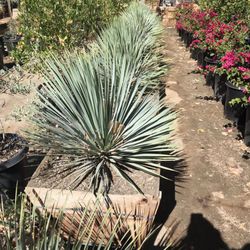 Green Desert Wholesale Tree Nursery