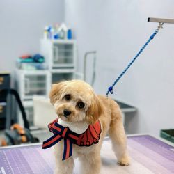 Happy Dog Grooming