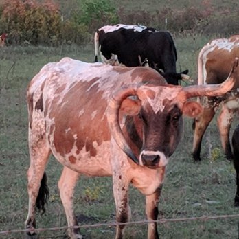 Country Dreams Bed & Breakfast - A non-conformist punk longhorn with some attitude. Has that "come and get some bitch" attitude. - Hotels Near Me - Marion, Kansas Country Dreams Bed & Breakfast - A non-conformist punk longhorn with some attitude. Has that "come and get some bitch" attitude. - Hotels Near Me - Marion, Kansas