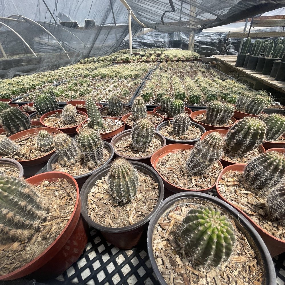 Sal’s Cactus Mart - Nurseries & Gardening Near Me - Fillmore, California Sal’s Cactus Mart - Nurseries & Gardening Near Me - Fillmore, California