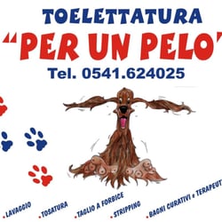 Toelettatura Per Un Pelo