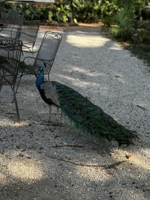 Rip Van Winkle Gardens by null