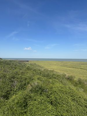 Aransas National Wildlife Refuge by null