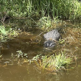 Ultimate Swamp Adventures - lurking gator - Tours Near Me - Westwego, Louisiana Ultimate Swamp Adventures - lurking gator - Tours Near Me - Westwego, Louisiana