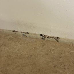 Mold Mold