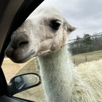 Nova Wild - Petting Zoos Near Me - Vienna, Virginia