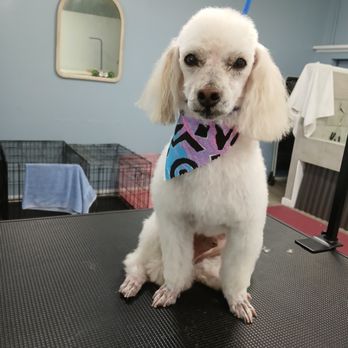 Mountain Paw Spa - Pet Groomers Near Me - Ben Lomond, California Mountain Paw Spa - Pet Groomers Near Me - Ben Lomond, California