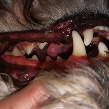 Healing Wise Holistic Veterinary Care - Todd after - Holistic Animal Care Near Me - Phoenix, Arizona