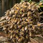 Photo of Bronzeville Pest Services