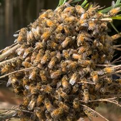 Bronzeville Pest Services