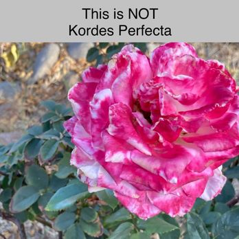 Marbil Nursery Creations - Wrong variety.   Misstagged - Nurseries & Gardening Near Me - Litchfield Park, Arizona