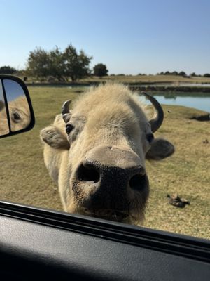 Tennessee Safari Park by null