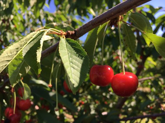 Apple Barrel Orchards by null
