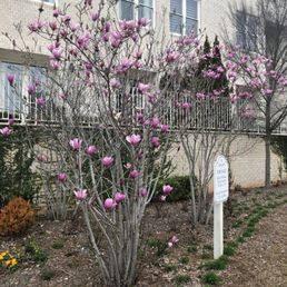 The magnolias are popping