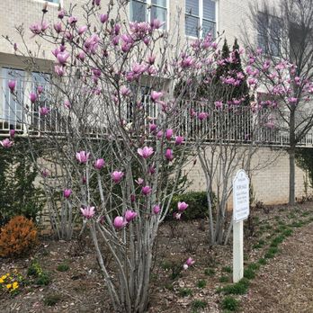 Avalon - The magnolias are popping - Shopping Centers Near Me - Alpharetta, Georgia