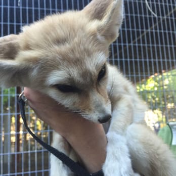 Wildlife Learning Center - Morocco the Fennex fox hangin' out! - Zoos Near Me - Sylmar, California Wildlife Learning Center - Morocco the Fennex fox hangin' out! - Zoos Near Me - Sylmar, California