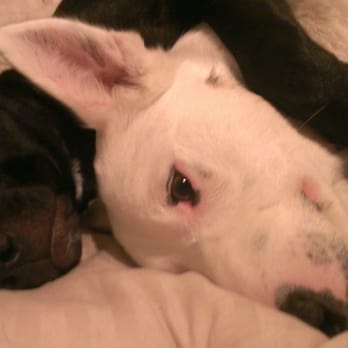 VI-Pets - The Pups - Pet Sitting Near Me VI-Pets - The Pups - Pet Sitting Near Me