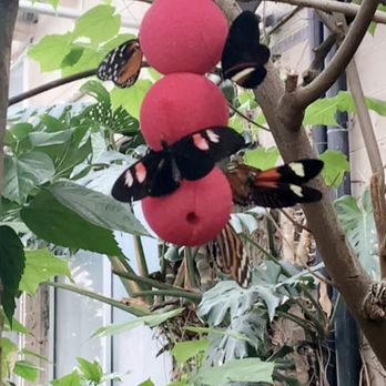 Butterfly Pavilion - Resting butterflies - Museums Near Me - Westminster, Colorado