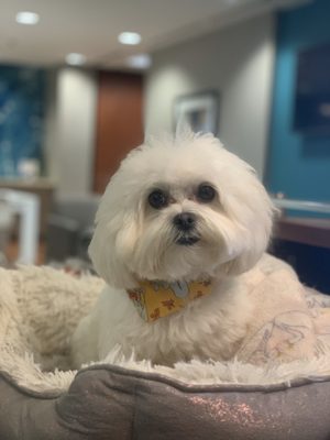 Lucky's Pet Care by null