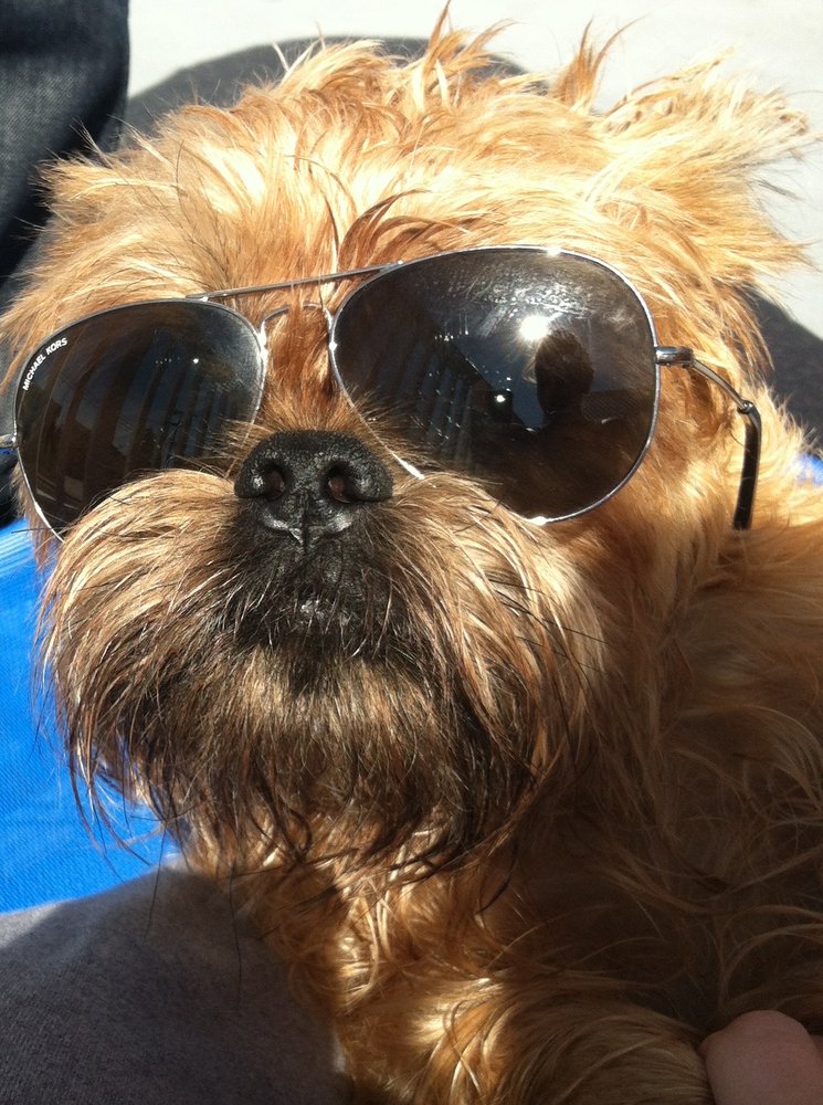 SOCAL K9 TRAINING Updated May 2024 12 Reviews San Juan Capistrano, California Pet