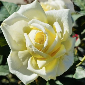 Owen Rose Garden - Parks Near Me - Eugene, Oregon