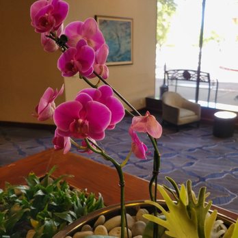 Austin Southpark Hotel - Gorgeous real orchids - Hotels Near Me - Austin, Texas