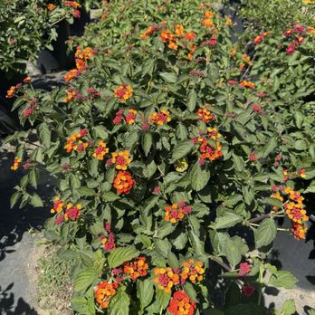 Kobata Growers - Nurseries & Gardening Near Me - Torrance, California Kobata Growers - Nurseries & Gardening Near Me - Torrance, California