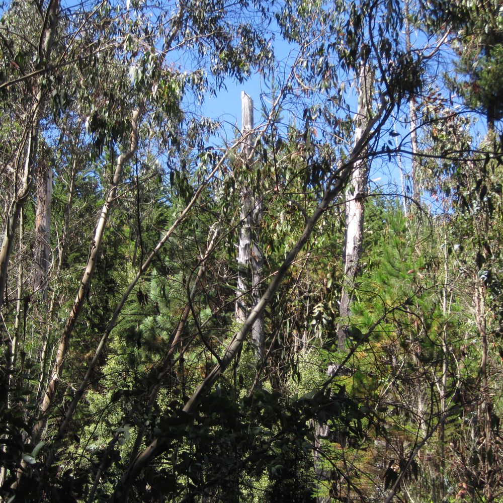 Polipoli Springs State Recreation Area - Polipoli Trail - Parks Near Me Polipoli Springs State Recreation Area - Polipoli Trail - Parks Near Me