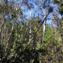 Polipoli Springs State Recreation Area - Polipoli Trail
