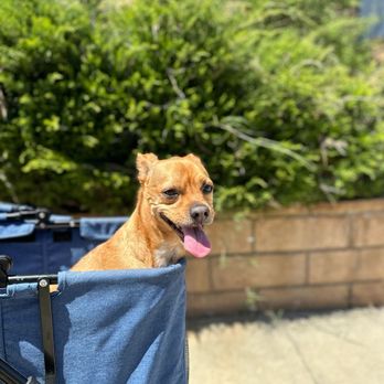 Venturing Pack Dog Services - Perfect day for a stroll - Pet Training Near Me Venturing Pack Dog Services - Perfect day for a stroll - Pet Training Near Me