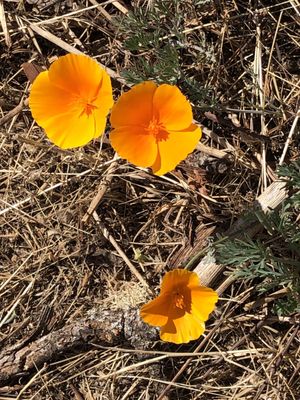 North Sonoma Mountain Regional Park by null
