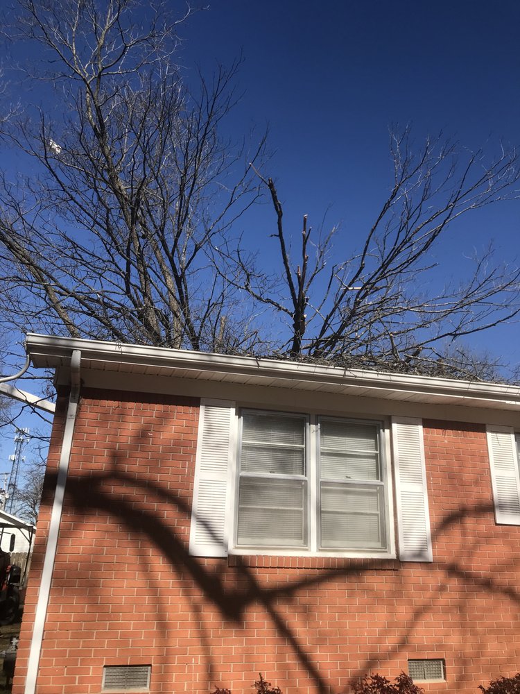 BRANCH’IN OUT TREE SERVICE Updated April 2024 33 Photos