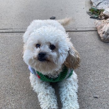 Elizabeth’s Grooming - Day before her appointment - Pet Groomers Near Me - Arvada, Colorado