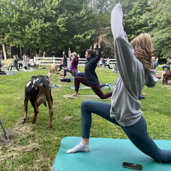 Sunflower Farm Creamery - My daughter doing yoga in the pasture with the goats roaming. - Cheese Shops Near Me - Cumberland, Maine