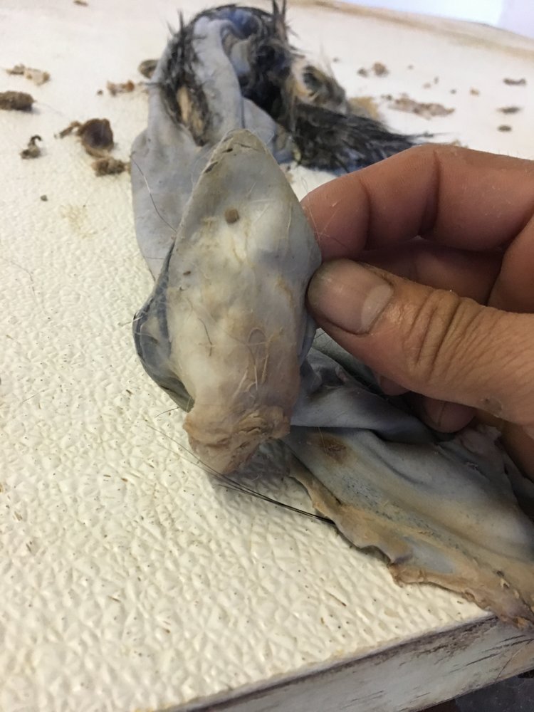 Next Level Fur Dressing - taxidermy in Kerrville, TX