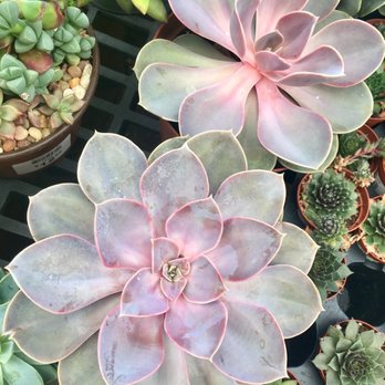 Pesche's Flowers - Nurseries & Gardening Near Me - Des Plaines, Illinois Pesche's Flowers - Nurseries & Gardening Near Me - Des Plaines, Illinois