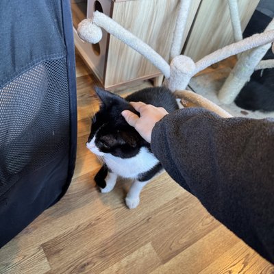 El Gato Coffeehouse by null