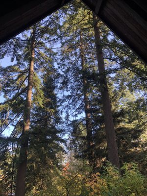 Hoyt Arboretum by null