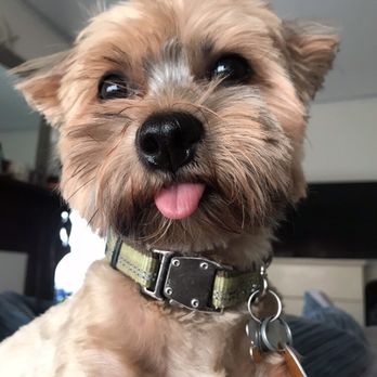 Joey's Dog Grooming & Styling - Pet Groomers Near Me - Ardsley, New York