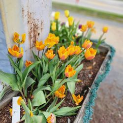 Kings Gourmet Popcorn - Tulips at the base of the sign