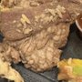 Photo of Guadalajara Taco