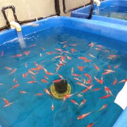 Oasis Aquatics - Sarasa Comet Goldfish about three inches.